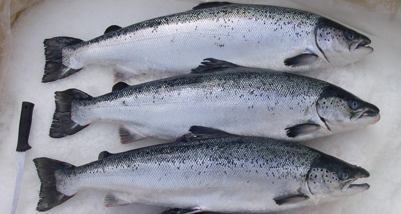 Frozen Salmon