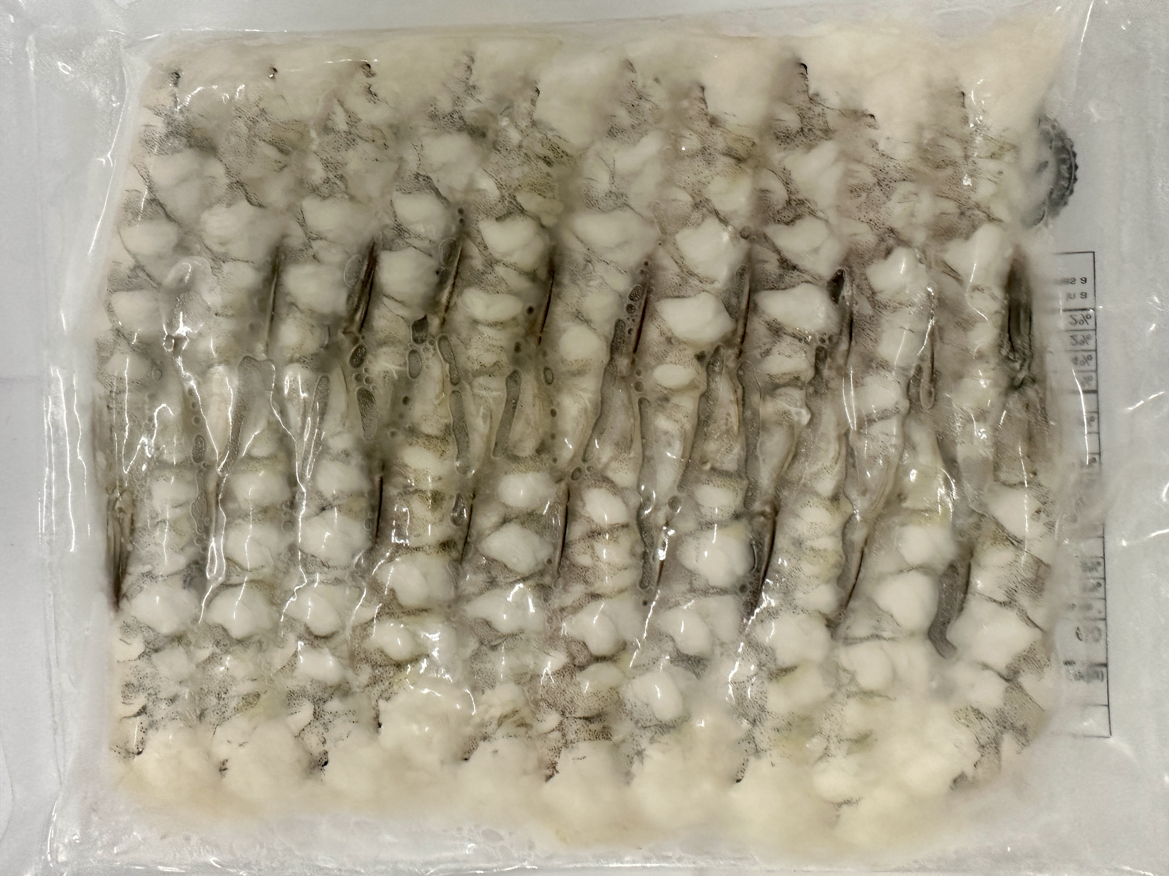 Nobashi Ebi 11g